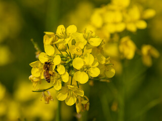 Bees are collecting honey on mustard seeds.Selective focus