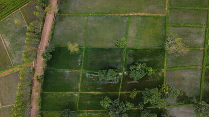 Green Paddy Field Ariel View in Thailand.,Aerial view of rice fields. Bird eye view of rice field.