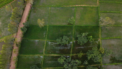 Green Paddy Field Ariel View in Thailand.,Aerial view of rice fields. Bird eye view of rice field.