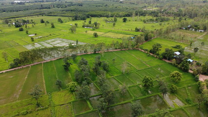Green Paddy Field Ariel View in Thailand.,Aerial view of rice fields. Bird eye view of rice field.