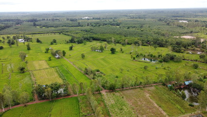 Green Paddy Field Ariel View in Thailand.,Aerial view of rice fields. Bird eye view of rice field.