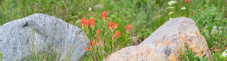 Subalpine meadow with Scarlet Indian Paintbrush orange red flowers blooming between two large rocks, Mt Rainier National Park
