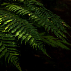 Fern