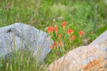 Subalpine meadow with Scarlet Indian Paintbrush orange red flowers blooming between two large rocks, Mt Rainier National Park
