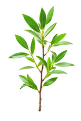 Green Leaf Branch Isolated