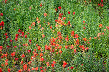 Subalpine meadow with Scarlet Indian Paintbrush orange red flowers blooming, Mt Rainier National Park, as a nature background
