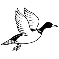 Flying Northern Pintail vector illustration	