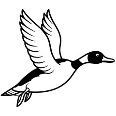 Flying Northern Pintail vector illustration	