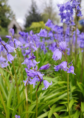 forget me not flowers