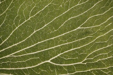 Obraz premium green leaf texture