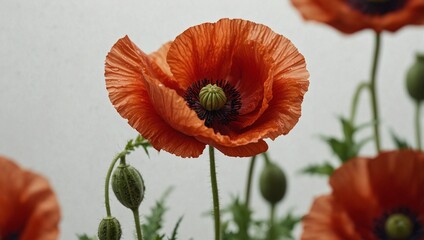 red poppy flower,white background