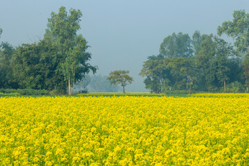 Mustard fields and vast agricultural land in winter weather