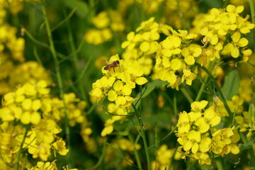 Mustard plant is any one of several plant species in the genera Brassica and Sinapis in the family Brassicaceae (the mustard family).