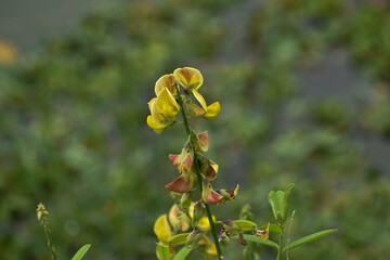 flowers in the garden