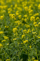 Mustard plant is any one of several plant species in the genera Brassica and Sinapis in the family...