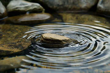 The pond's water ripples in a circle.