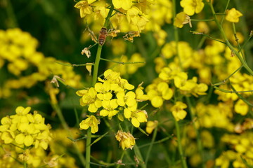Mustard plant close up background.Yellow flowers, Selective focus