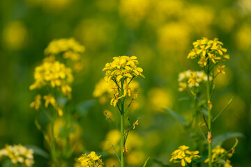 Mustard plant close up background.Yellow flowers, Selective focus