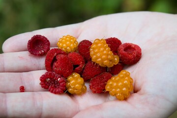 raspberries in hands