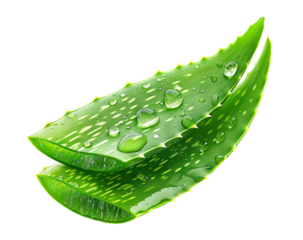 Fresh aloe vera leaves with water droplets, cut out