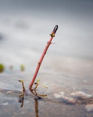 small plant on water