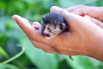 A cute little Tortoiseshell kitten in a female hands with blurred green nature background in outdoor space