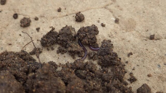 Indotyphlops braminus, commonly known as the brahminy blind snake, Odisha, India