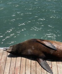 California Sea Lion