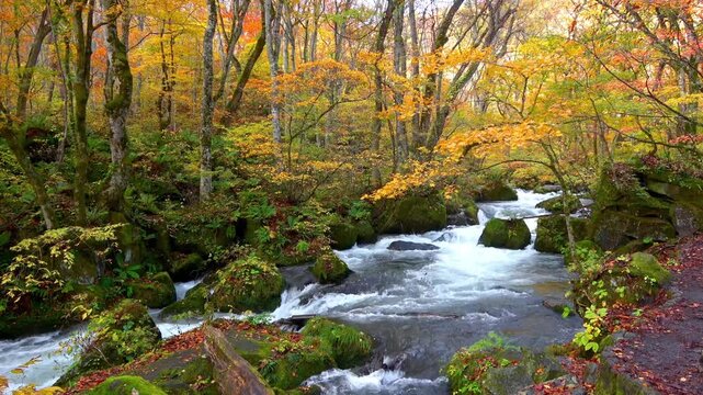 秋の奥入瀬渓流・自然音（青森県・十和田市）