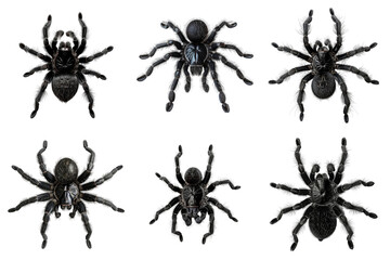 Six Black Tarantulas with Detailed Close-Up Views