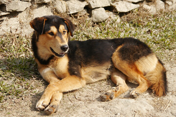 The dog is resting and basking in the sun