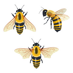 Set Honey Bee Icons Close Up Isolated on White Background. Queen Honey Bee Design Template, Vector Illustration