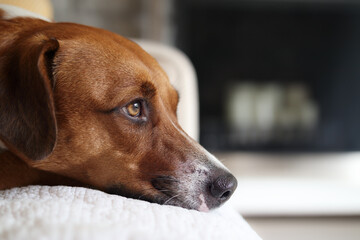 Dog resting on sofa with defocused living room. Dog head close up. Side view of cute puppy dog...