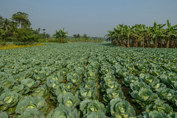 Top view of green cabbage in land of Bangladesh.Cabbage Farming.