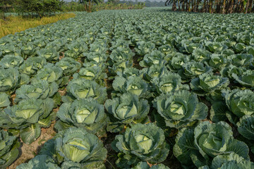 Top view of green cabbage in land of Bangladesh.Cabbage Farming.