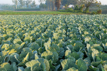 Fototapeta premium Top view of green cabbage in land of Bangladesh.Cabbage Farming.