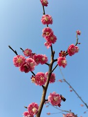 A shallow focus closeup shot of pink tree branch flower