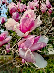 A shallow focus closeup shot of pink tree branch flower