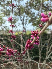 A shallow focus closeup shot of pink tree branch flower
