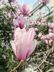 Fototapeta premium A shallow focus closeup shot of pink tree branch flower