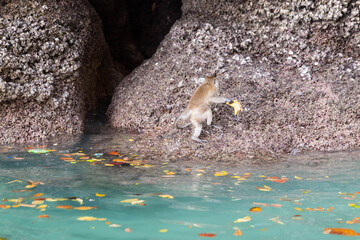 Phi Phi islands, the nature and attractions of Thailand