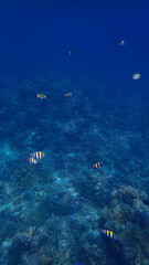 Underwater photo of a colorful coral reef in sunlight rays. From a scuba dive in Bali. Indonesia. Asia