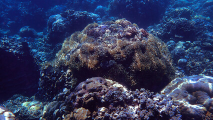 Underwater photo of a colorful coral reef in sunlight rays. From a scuba dive in Bali. Indonesia. Asia