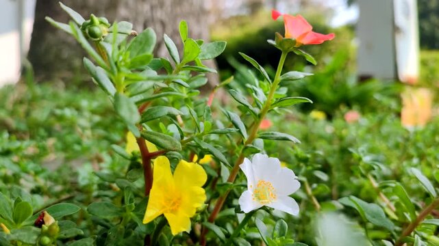 Purslane, often called Portulaca, is a drought-tolerant flowering plant usually grown as a low-maintenance annual.
