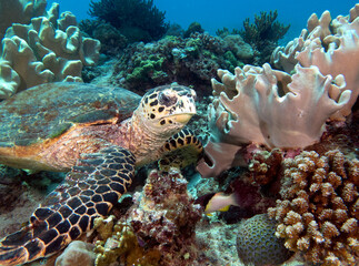 A Hawksbill turtle resting on corals Boracay Island Philippines