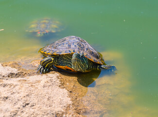 turtles basking and swimming in the sun