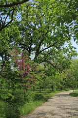 green trees in the park in spring