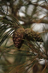 a pair of cones on a pine branch