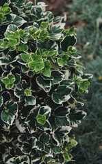 white green leaves of spring plant