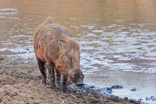 mud crusted hog
